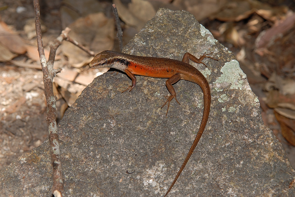 0882 Fitzroy Island.jpg